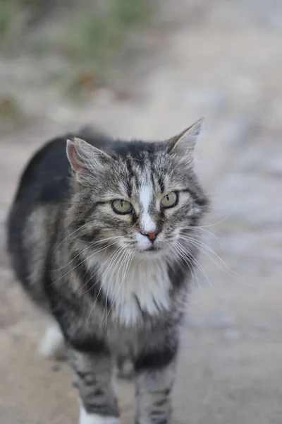 Tekir Kedi Tozdan Kurtulur Hızla Başını Çevirir — Stok fotoğraf
