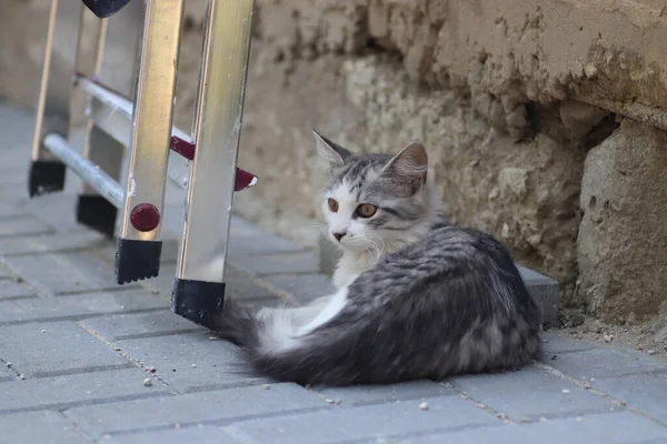 Seekor Kucing Kecil Berbulu Putih Abu Abu Terletak Ubin Ubin — Stok Foto