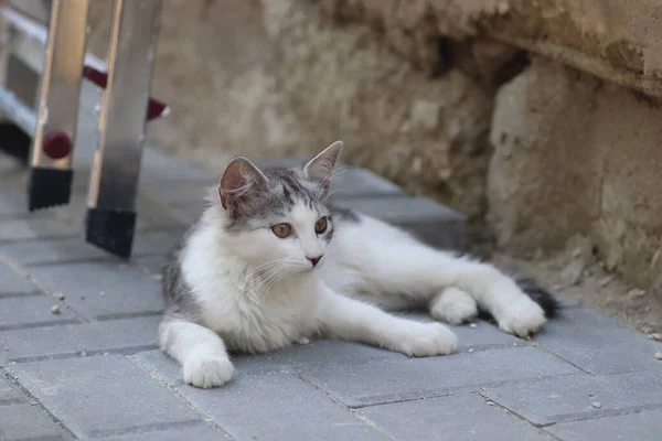 Liten Grå Vit Inhemsk Fluffig Katt Ligger Kakel Gatan Ljus — Stockfoto