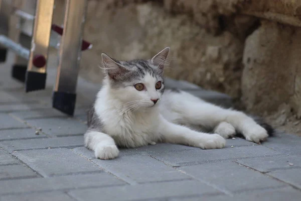 Маленька Сіро Біла Домашня Пухнаста Кішка Лежить Плитці Вулиці Яскравий — стокове фото