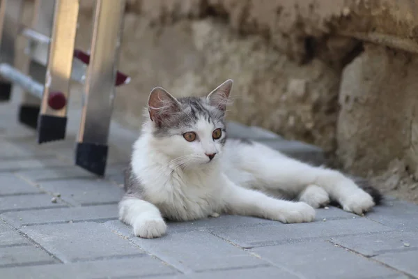 Egy Kis Szürke Fehér Házi Bolyhos Macska Fekszik Csempe Utcán — Stock Fotó