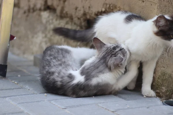 Aydınlık bir yaz gününde, küçük gri beyaz tüylü bir kedi sokakta fayansların üzerinde yatar.