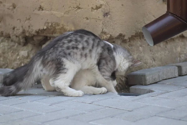 明るい夏の日に通りのタイルの上に小さな灰色の国内のふわふわの猫が横たわっています — ストック写真