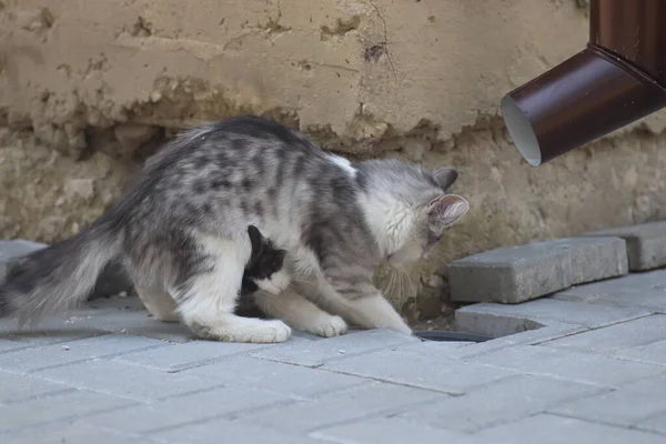 Mică Pisică Pufoasă Domestică Gri Albă Află Plăcile Stradă Într — Fotografie, imagine de stoc