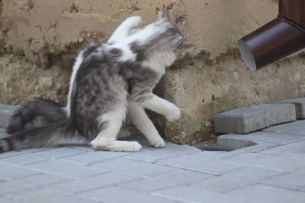 Aydınlık bir yaz gününde, küçük gri beyaz tüylü bir kedi sokakta fayansların üzerinde yatar.