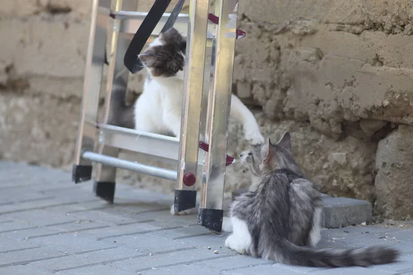 在阳光灿烂的一天 两只毛茸茸的灰白色的猫在靠近铁梯的房子墙边玩耍 小猫在玩耍 — 图库照片