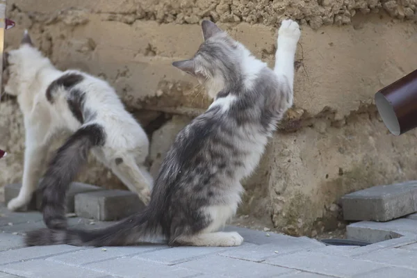 Aydınlık bir yaz gününde, küçük gri beyaz tüylü bir kedi sokakta fayansların üzerinde yatar.