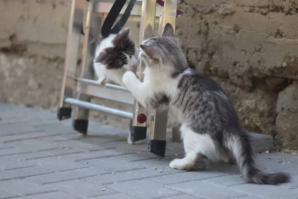 在阳光灿烂的一天 两只毛茸茸的灰白色的猫在靠近铁梯的房子墙边玩耍 小猫在玩耍 — 图库照片