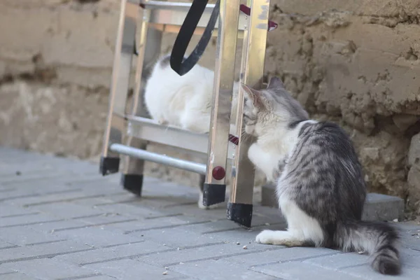 Tüylü iki gri beyaz kedi güneşli bir günde demir merdivenlerin yanındaki evin duvarında oynuyorlar.