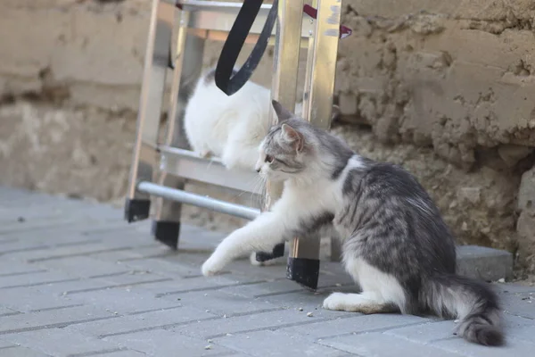 Tüylü iki gri beyaz kedi güneşli bir günde demir merdivenlerin yanındaki evin duvarında oynuyorlar.