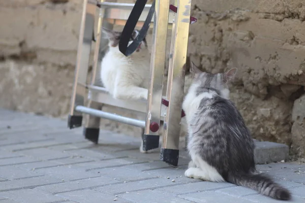 Tüylü iki gri beyaz kedi güneşli bir günde demir merdivenlerin yanındaki evin duvarında oynuyorlar.
