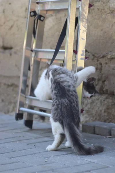 鉄の階段の近くの家の壁で遊んでいる晴れた日にふわふわの2匹の灰色の白い猫 子猫が遊ぶ — ストック写真