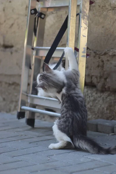 Tüylü iki gri beyaz kedi güneşli bir günde demir merdivenlerin yanındaki evin duvarında oynuyorlar.