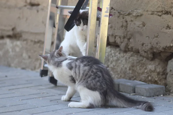 Tüylü iki gri beyaz kedi güneşli bir günde demir merdivenlerin yanındaki evin duvarında oynuyorlar.