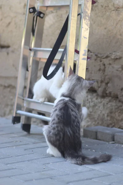 Fofo Dois Gatos Cinza Brancos Dia Ensolarado Jogando Parede Casa — Fotografia de Stock