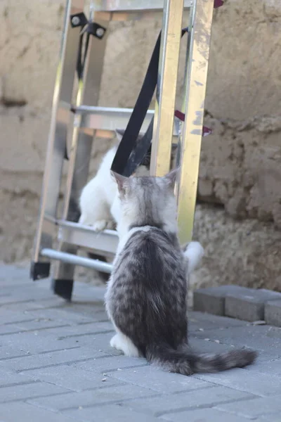 鉄の階段の近くの家の壁で遊んでいる晴れた日にふわふわの2匹の灰色の白い猫 子猫が遊ぶ — ストック写真