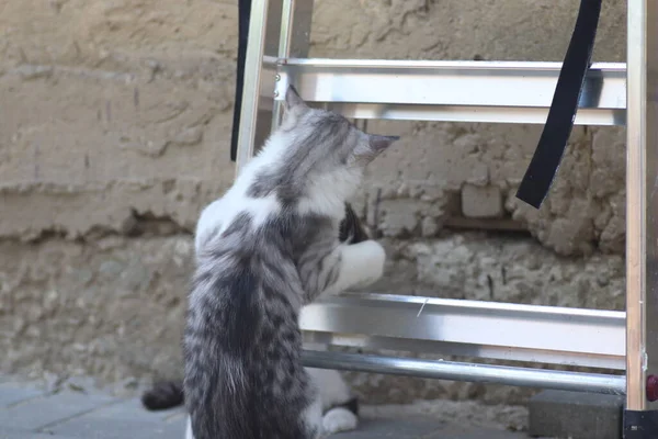 Tüylü iki gri beyaz kedi güneşli bir günde demir merdivenlerin yanındaki evin duvarında oynuyorlar.