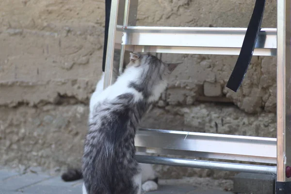 Tüylü iki gri beyaz kedi güneşli bir günde demir merdivenlerin yanındaki evin duvarında oynuyorlar.