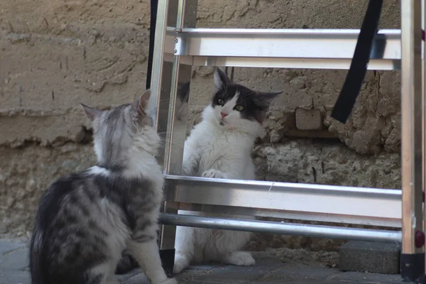 Tüylü iki gri beyaz kedi güneşli bir günde demir merdivenlerin yanındaki evin duvarında oynuyorlar.
