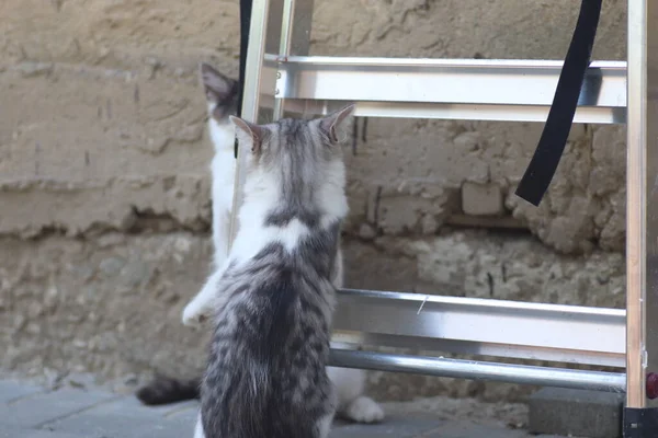 Tüylü iki gri beyaz kedi güneşli bir günde demir merdivenlerin yanındaki evin duvarında oynuyorlar.