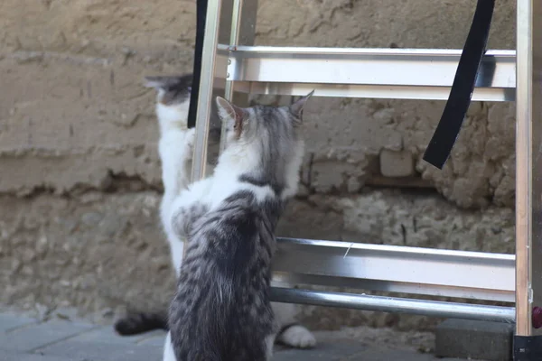 Tüylü iki gri beyaz kedi güneşli bir günde demir merdivenlerin yanındaki evin duvarında oynuyorlar.