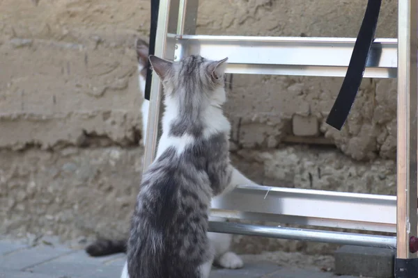 Tüylü iki gri beyaz kedi güneşli bir günde demir merdivenlerin yanındaki evin duvarında oynuyorlar.