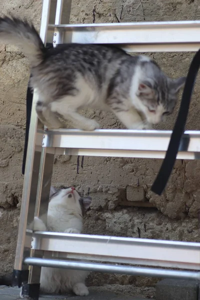 Tüylü Iki Gri Beyaz Kedi Güneşli Bir Günde Demir Merdivenlerin — Stok fotoğraf