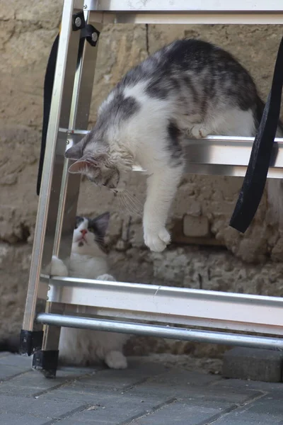 Fofo Dois Gatos Cinza Brancos Dia Ensolarado Jogando Parede Casa — Fotografia de Stock