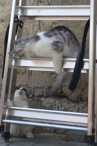 Tüylü iki gri beyaz kedi güneşli bir günde demir merdivenlerin yanındaki evin duvarında oynuyorlar.