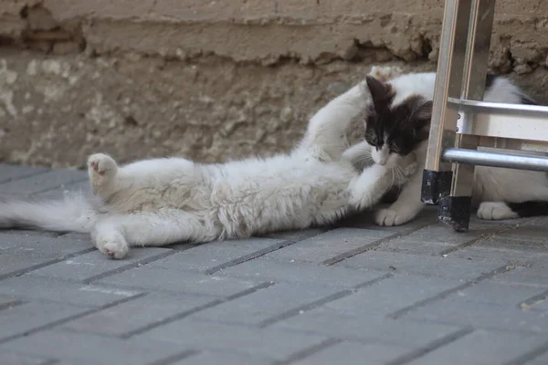 Tüylü iki gri beyaz kedi güneşli bir günde demir merdivenlerin yanındaki evin duvarında oynuyorlar.