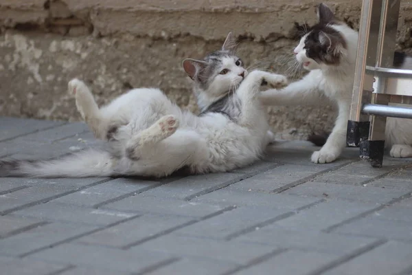 Soffice Due Gatti Grigio Bianchi Una Giornata Sole Giocando Muro — Foto Stock