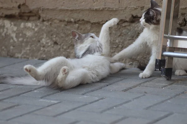 Χνουδωτές Δύο Γκρι Λευκές Γάτες Μια Ηλιόλουστη Μέρα Παίζοντας Στον — Φωτογραφία Αρχείου