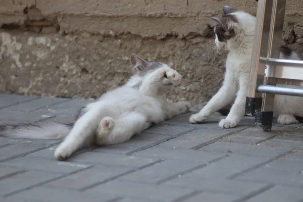 Dos Gatos Grises Blancos Mullidos Día Soleado Jugando Pared Casa — Foto de Stock