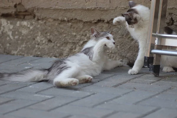 Tüylü iki gri beyaz kedi güneşli bir günde demir merdivenlerin yanındaki evin duvarında oynuyorlar.
