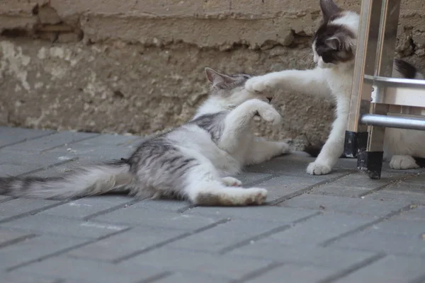 Tüylü iki gri beyaz kedi güneşli bir günde demir merdivenlerin yanındaki evin duvarında oynuyorlar.