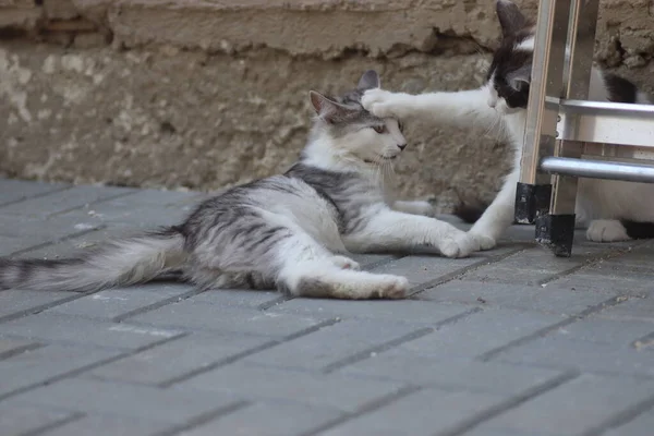 Dos Gatos Grises Blancos Mullidos Día Soleado Jugando Pared Casa — Foto de Stock