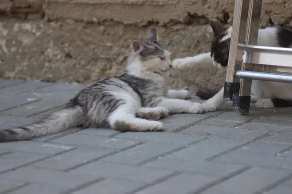 Tüylü iki gri beyaz kedi güneşli bir günde demir merdivenlerin yanındaki evin duvarında oynuyorlar.