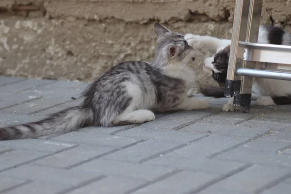 Tüylü iki gri beyaz kedi güneşli bir günde demir merdivenlerin yanındaki evin duvarında oynuyorlar.