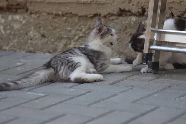 Tüylü iki gri beyaz kedi güneşli bir günde demir merdivenlerin yanındaki evin duvarında oynuyorlar.