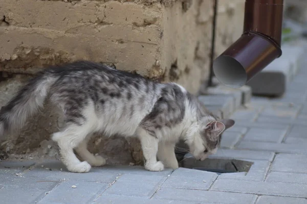 Pequeno Gato Macio Doméstico Cinza Branco Encontra Nas Telhas Rua — Fotografia de Stock