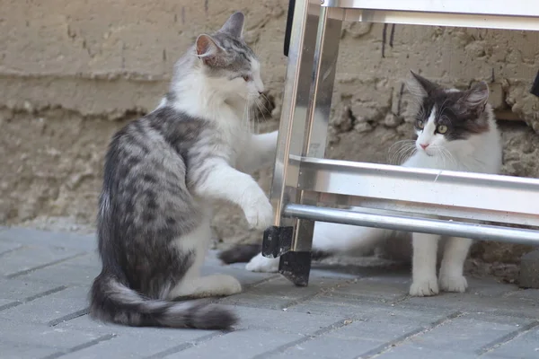 Flauschige Zwei Grau Weiße Katzen Einem Sonnigen Tag Spielen Der — Stockfoto