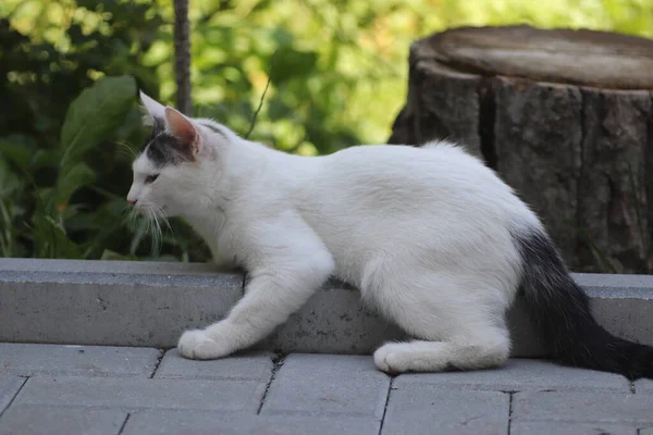 Pequeno Gato Macio Doméstico Cinza Branco Encontra Nas Telhas Rua — Fotografia de Stock