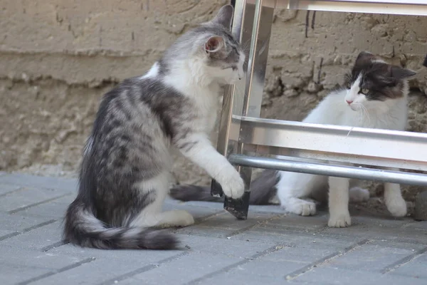 鉄の階段の近くの家の壁で遊んでいる晴れた日にふわふわの2匹の灰色の白い猫 子猫が遊ぶ — ストック写真