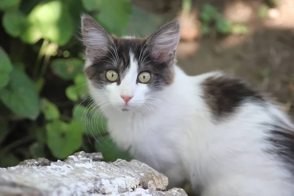 Porträtt Grå Vit Liten Tamkatt Utomhus Bakgrund Gröna Blad — Stockfoto