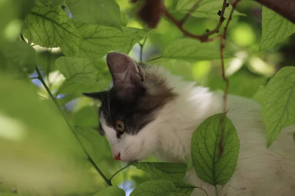 Porträtt Grå Vit Liten Tamkatt Utomhus Bakgrund Gröna Blad — Stockfoto