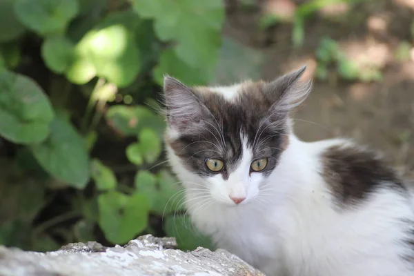 Potret Seekor Kucing Domestik Kecil Berwarna Abu Abu Putih Luar — Stok Foto