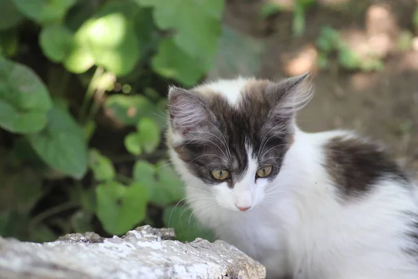 Porträtt Grå Vit Liten Tamkatt Utomhus Bakgrund Gröna Blad — Stockfoto