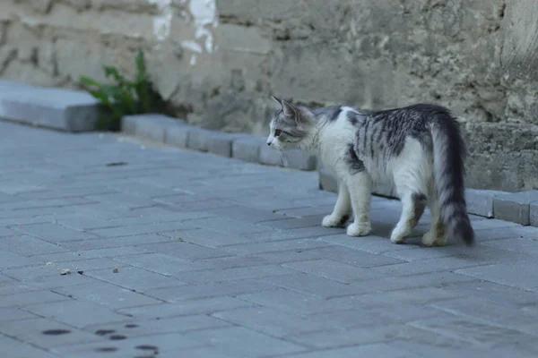 明るい夏の日に通りのタイルの上に小さな灰色の国内のふわふわの猫が横たわっています — ストック写真