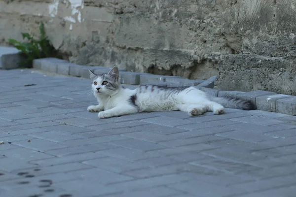 Aydınlık bir yaz gününde, küçük gri beyaz tüylü bir kedi sokakta fayansların üzerinde yatar.