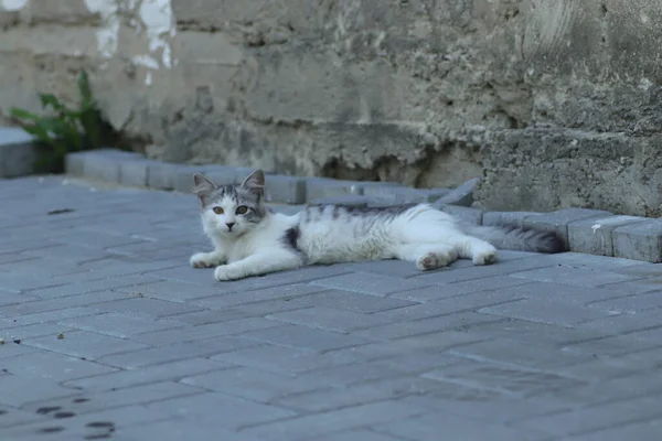 Pequeño Gato Peludo Doméstico Gris Blanco Yace Las Baldosas Calle — Foto de Stock